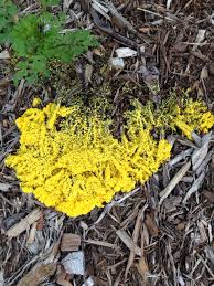 Attēlu rezultāti vaicājumam “Physarum decipiens”