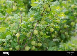 Attēlu rezultāti vaicājumam “Ribes uva-crispa”