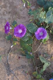 Image result for Ipomoea purpurea