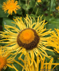 Attēlu rezultāti vaicājumam “Telekia speciosa bud”