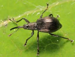 Attēlu rezultāti vaicājumam “Apion sp.”