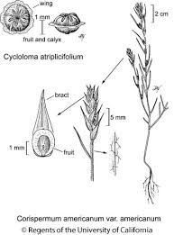 Attēlu rezultāti vaicājumam “Corispermum hyssopifolium”