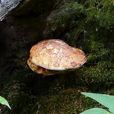 Attēlu rezultāti vaicājumam “Buglossoporus quercinus”