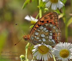 Attēlu rezultāti vaicājumam “Argynnis adippe”