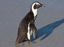 Image result for Spheniscus demersus