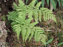 Attēlu rezultāti vaicājumam “Dryopteris dilatata”