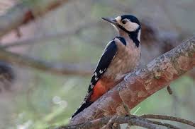 Attēlu rezultāti vaicājumam “Dendrocopos major”