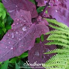 Image result for Atriplex hortensis