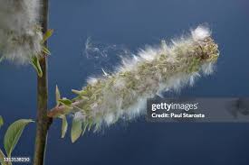 Attēlu rezultāti vaicājumam “Salix caprea fruit”