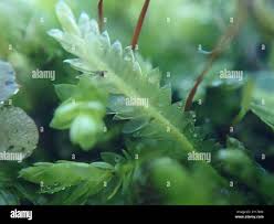 Attēlu rezultāti vaicājumam “Plagiothecium denticulatum”