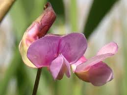 Attēlu rezultāti vaicājumam “Lathyrus palustris bud”
