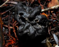 Attēlu rezultāti vaicājumam “Helvella lacunosa”