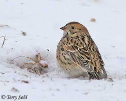 Image result for Calcarius lapponicus