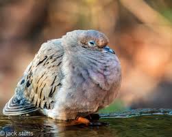 Image result for Zenaida macroura