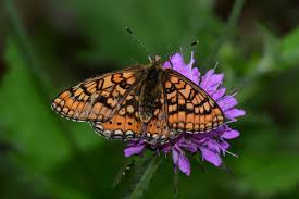 Attēlu rezultāti vaicājumam “Euphydryas maturna upperside”
