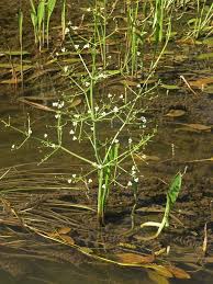 Attēlu rezultāti vaicājumam “Alisma gramineum flower”
