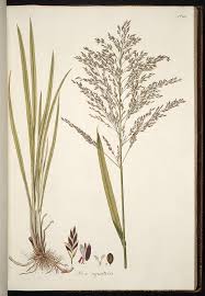 Attēlu rezultāti vaicājumam “Glyceria maxima”