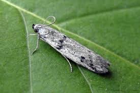 Attēlu rezultāti vaicājumam “Phycitodes binaevella”