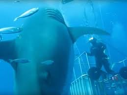 Image result for Deep Blue Diving