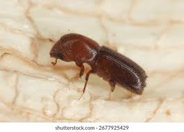 Attēlu rezultāti vaicājumam “Scolytidae”