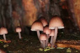 Attēlu rezultāti vaicājumam “Mycena purpureofusca”