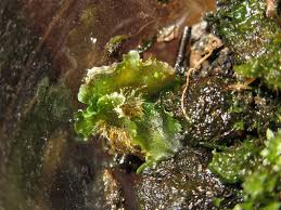 Attēlu rezultāti vaicājumam “Chara intermedia male”