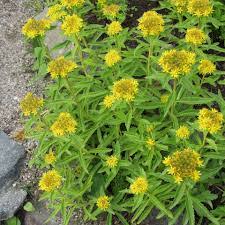 Attēlu rezultāti vaicājumam “Sedum aizoon”