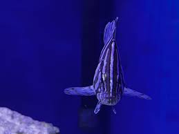 Image result for Dermatolepis inermis