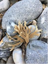 Attēlu rezultāti vaicājumam “Bryozoa”