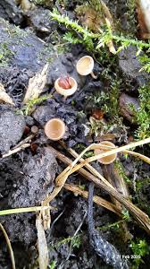 Attēlu rezultāti vaicājumam “Ciboria amentacea”