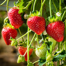 Attēlu rezultāti vaicājumam “Fragaria x ananassa fruit”