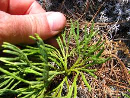 Attēlu rezultāti vaicājumam “Diphasiastrum tristachyum”