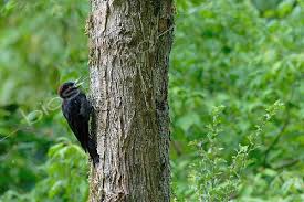 Attēlu rezultāti vaicājumam “Dryocopus martius adult”