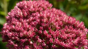 Attēlu rezultāti vaicājumam “Hylotelephium telephium flower”