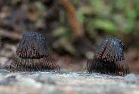 Attēlu rezultāti vaicājumam “Stemonitis axifera var. smithii stalked”