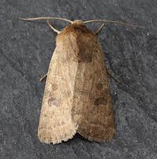 Attēlu rezultāti vaicājumam “Hoplodrina octogenaria”