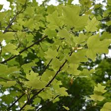 Attēlu rezultāti vaicājumam “Liriodendron tulipifera”