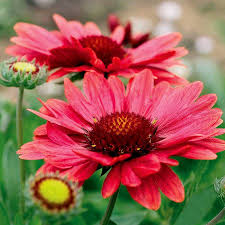 Image result for Gaillardia