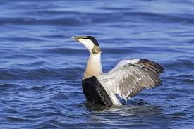 Attēlu rezultāti vaicājumam “Somateria mollissima male”