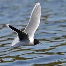 Attēlu rezultāti vaicājumam “Larus minutus adult”