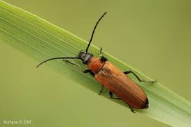 Attēlu rezultāti vaicājumam “Anogcodes melanurus”