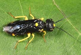 Attēlu rezultāti vaicājumam “Pamphiliidae”