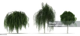 Attēlu rezultāti vaicājumam “Betula pendula Youngii”