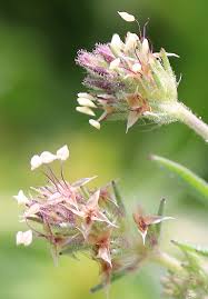 Attēlu rezultāti vaicājumam “Plantaginaceae”