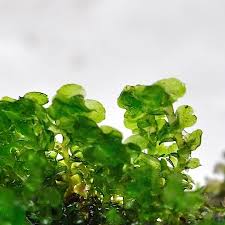 Attēlu rezultāti vaicājumam “Scapania mucronata”