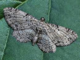 Attēlu rezultāti vaicājumam “Anticollix sparsata”