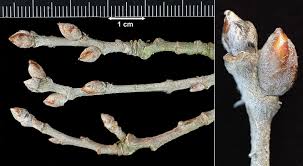 Attēlu rezultāti vaicājumam “Populus x canescens”