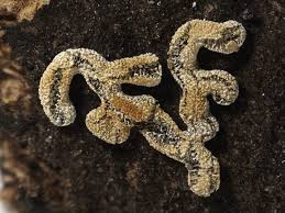 Attēlu rezultāti vaicājumam “Physarum, Nannengaella sp.”