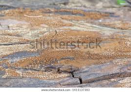 Attēlu rezultāti vaicājumam “Merismodes anomala”