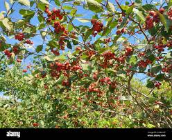 Attēlu rezultāti vaicājumam “Crataegus macracantha”